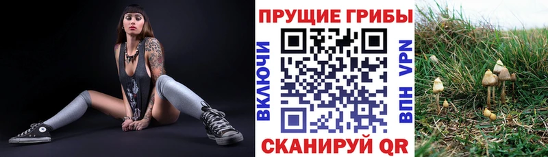 Псилоцибиновые грибы Psilocybine cubensis  Соликамск 